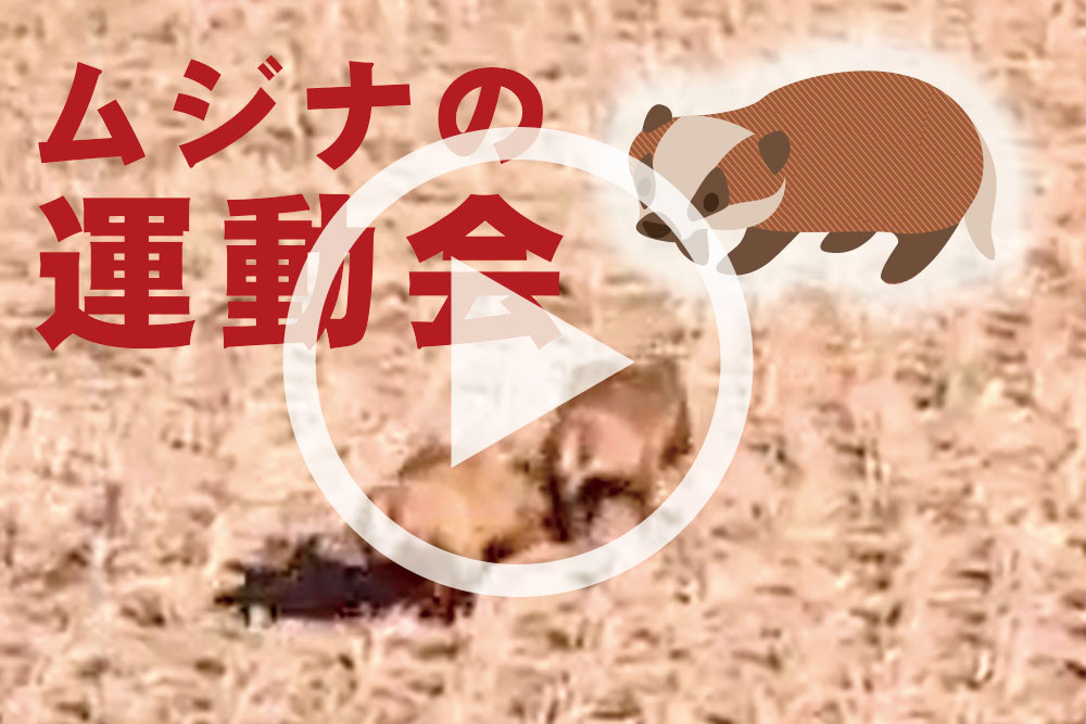 むじなの運動会